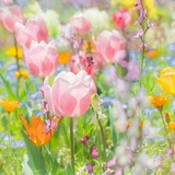 芙里乔