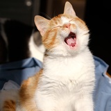 小猫姐姐
