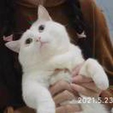 子衿