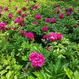 花瓣