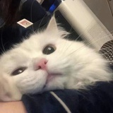 yww