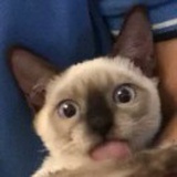 妈咪不许我下嫁