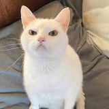 不吃青菜就不吃