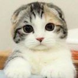小鱼吃鱼