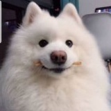 蒜香小龙虾
