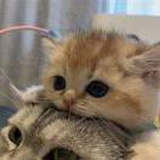 いっしょうけん