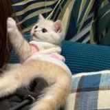自渡