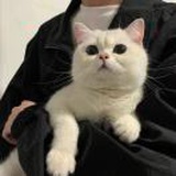 亦