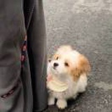 可爱多