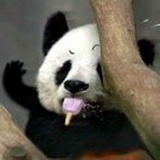 依萍