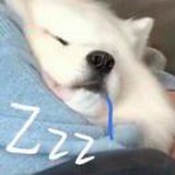 今晚失眠應該點