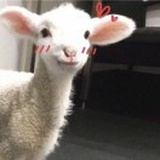 一只眠羊.