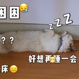 朵大王