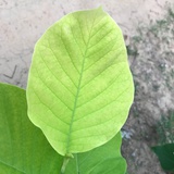 tingbaoer521
