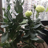 油菜花