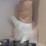 蛋蛋