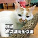 长安ya