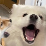 我的小狗呢