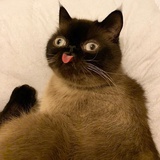 Tsuki