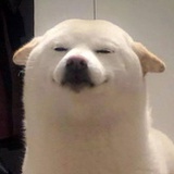 如何养猪