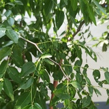 12木头人