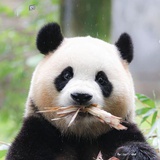 米椒炖排骨