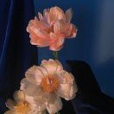 黄荷