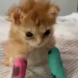 蜻蜓船