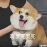东川复读机