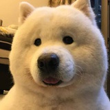 憨憨小宝