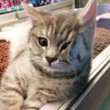 桥本环玉