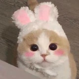 咕噜咕噜