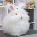 是狗狗眼吗
