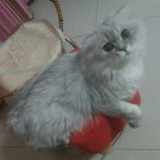 小一一