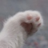 一只miawu