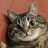 来福