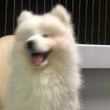 中国犯困大师