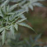 gqldtt-