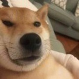 豪