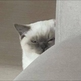 蒸汽尾巴2.0