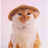 橘猫201101