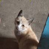 (=^･ｪ･^=)