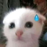 tomo