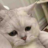 无信不立