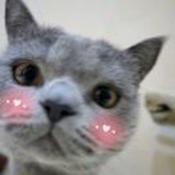 勾魂大猩猩