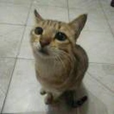 明日星辰