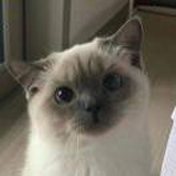 随和的阿giao
