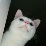 胸膘