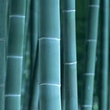 歪比巴卜
