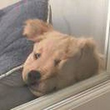 呆头鸭